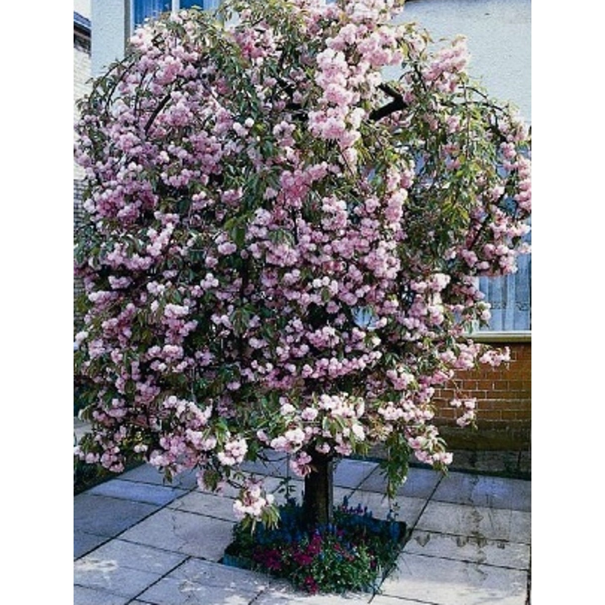 Japanskt körsbär – Prunus serrulata 'Kiku-shidare' - C15 6/8 180 CM Stem